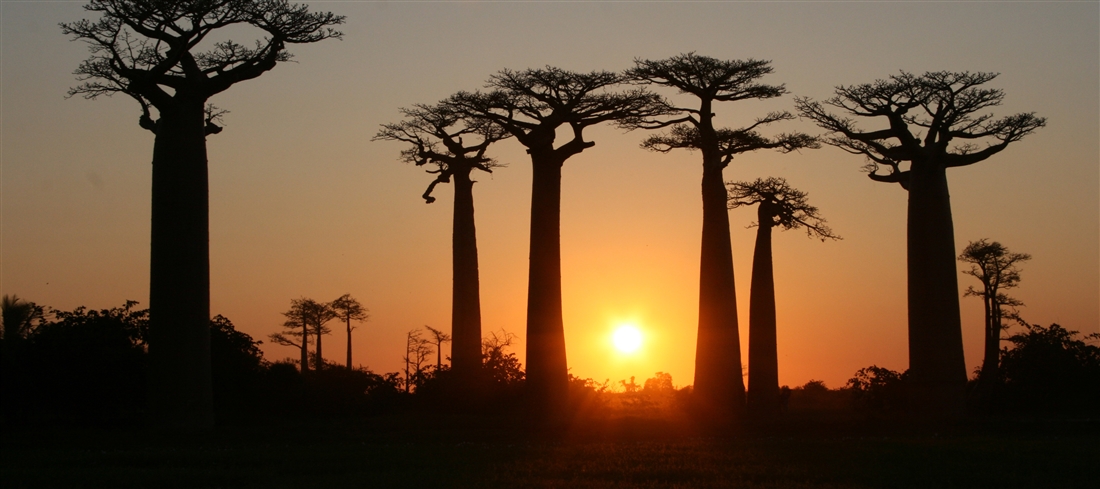 Madagascar, Baobab country