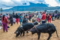 Otavalo Animal Market
