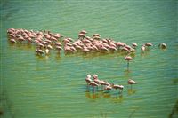 Flamingo's in Alkeline lakes