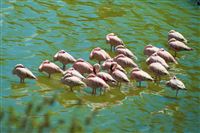 more Flamingo's