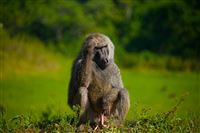 A Baboon is puzzled