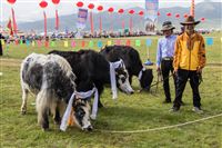 Yaks, monks and festive people