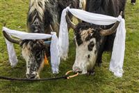 Yaks, monks and festive people