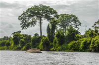 The Surinam River