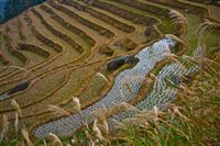 Longji riceterraces