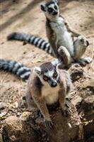 Small and even smaller animals of Madagascar
