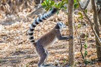 Small and even smaller animals of Madagascar