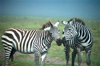Honeymoon in Ngorongoro