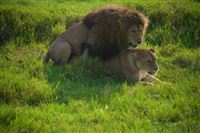 Making love in Ngorongoro
