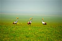 Birdies in Ngorongoro