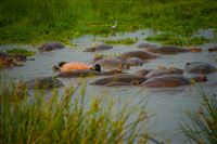 Hippo fun in Ngorongoro