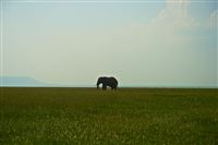 eenzaame mannetjes olifant, pist naast de pot qua familie
