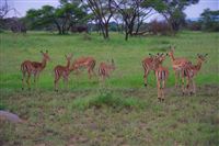 serengeti  wildlife