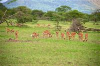 serengeti  wildlife