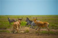 Serengeti-Ngorongoro