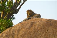 the King of the Jungle, Lion king, Tanzania, january 2015