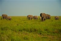 Serengeti-Ngorongoro