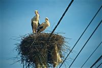 Every village their own storks